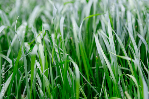 Close up Green grass background