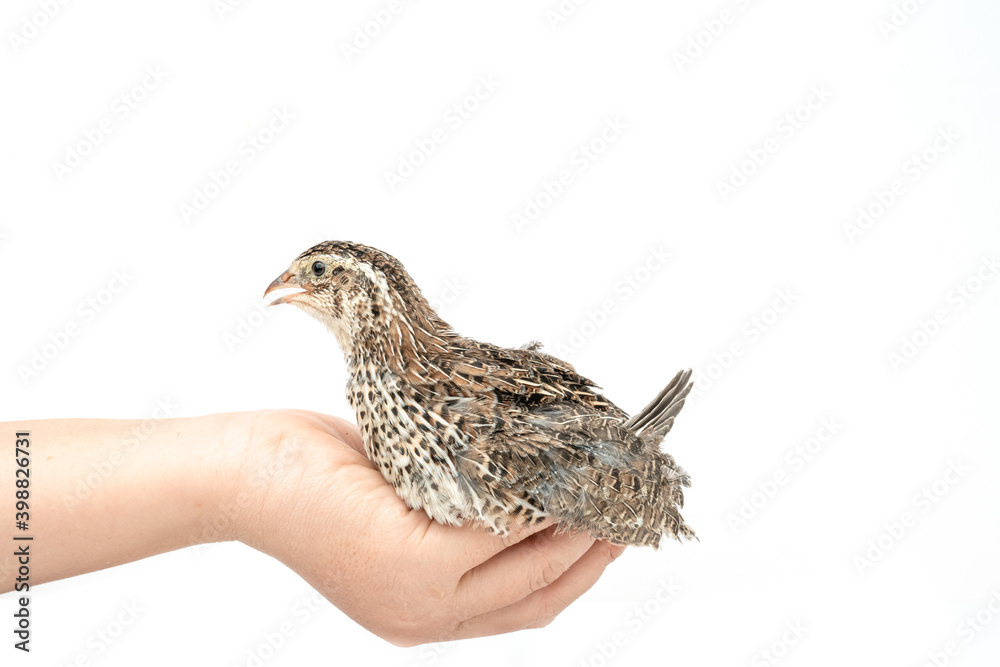 Isolated Japanese quail on white background. Isolated Japanese quail on white background.