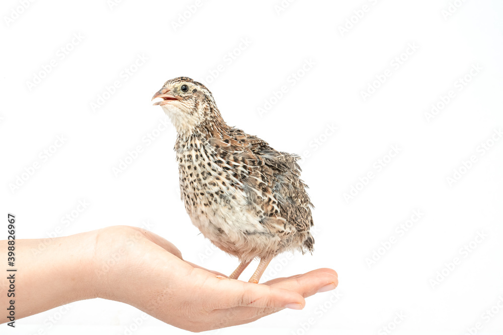 Isolated Japanese quail on white background. Isolated Japanese quail on white background.