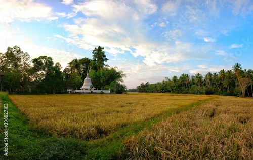 landscape with field and blue sky