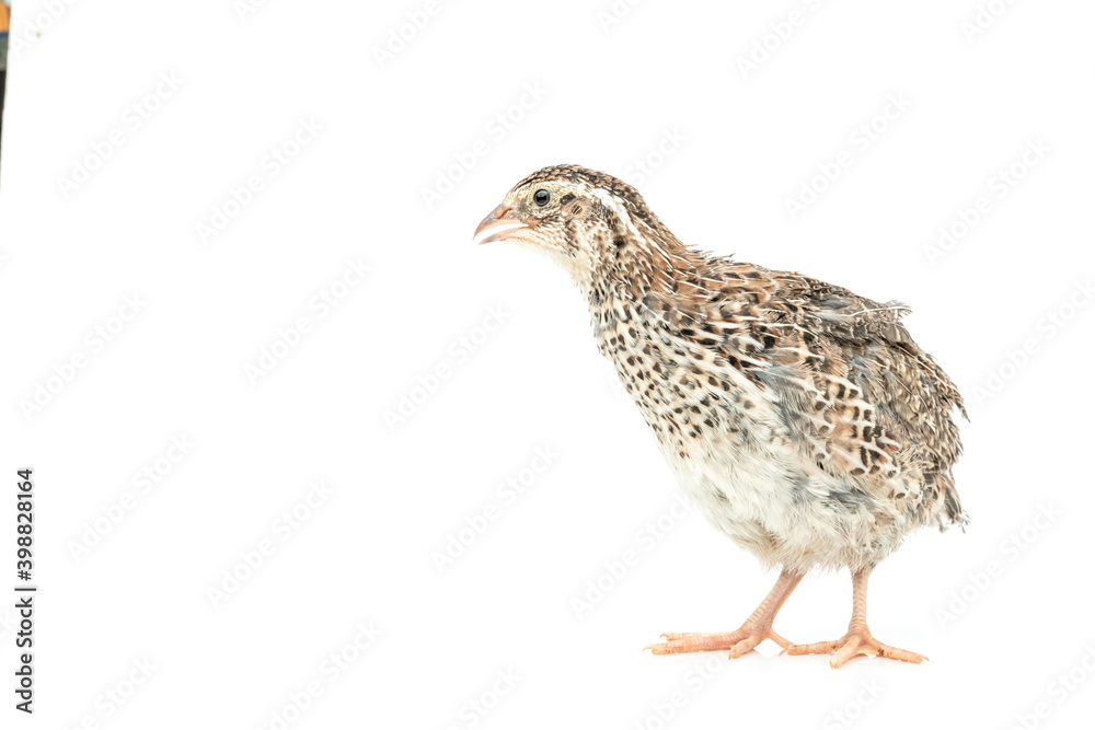 Obraz premium Isolated Japanese quail on white background.
