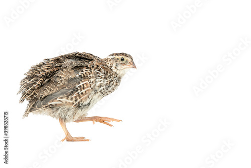 Isolated Japanese quail on white background.