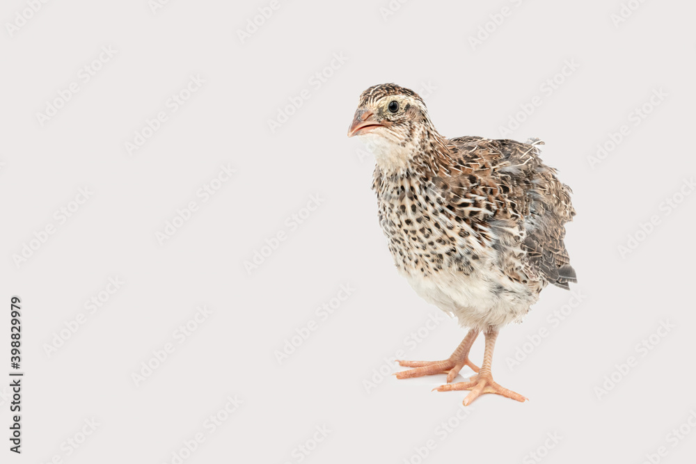 Isolated Japanese quail on white background. Isolated Japanese quail on white background.