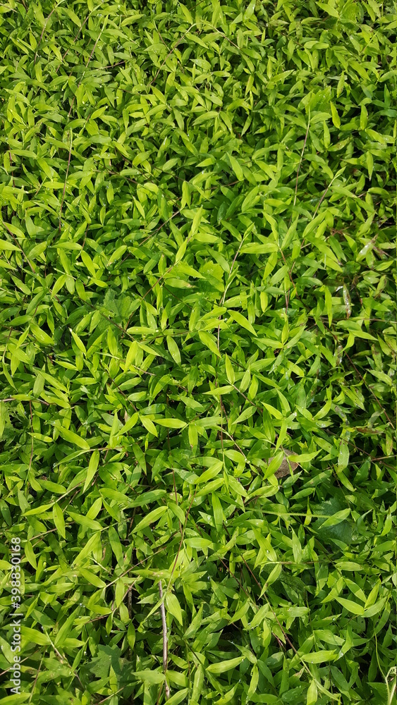 green grass background green grass background