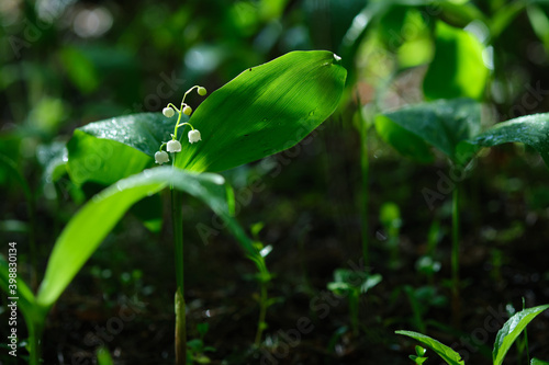 Lily of the valley flower in the forest after the rain.