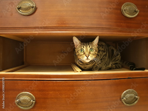 cute cat's cute tricks