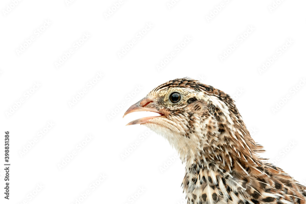 Isolated Japanese quail on white background. Isolated Japanese quail on white background.