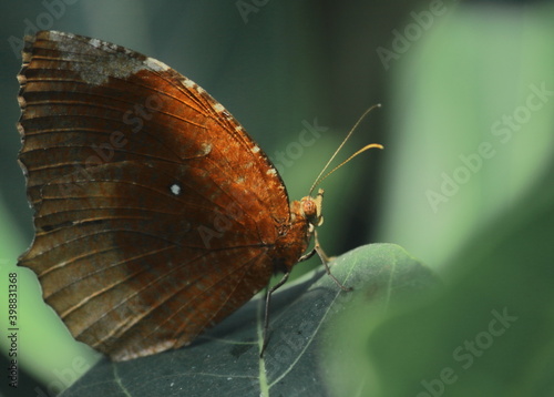 common palmfly butterfly (elymnias hypermnestra) sitting on a leaf, rainforest of west bengal in india