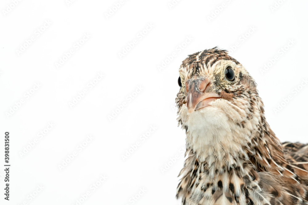 Isolated Japanese quail on white background. Isolated Japanese quail on white background.