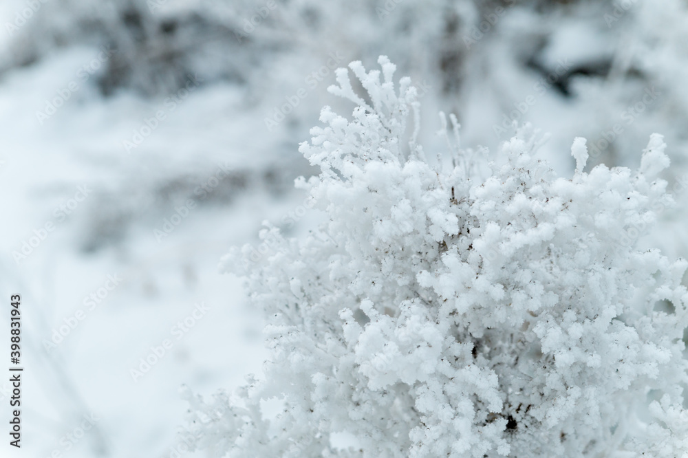 Winter nature. Twigs of wild grasses covered with frost. Winter nature. Twigs of wild grasses covered with frost.