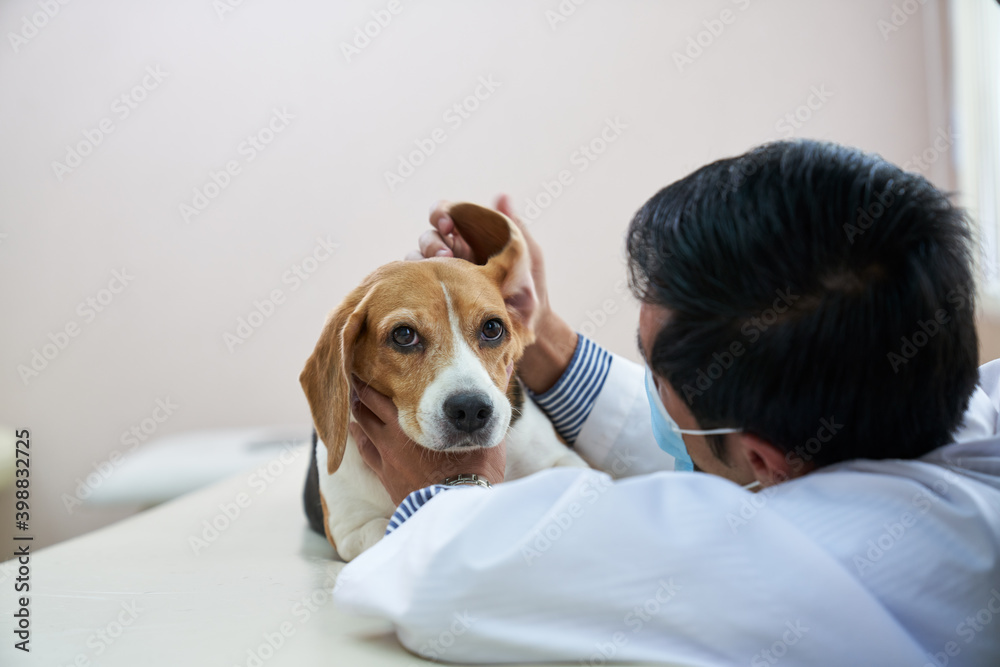 Doctor check ear of beagle dog on pet hospital room