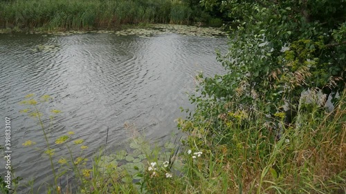 Earlier in the summer. Rural landscape. The river flows. Trees. You can see the banks and a lot of green grass. The flowers of the field. There are ripples on the surface of the water.