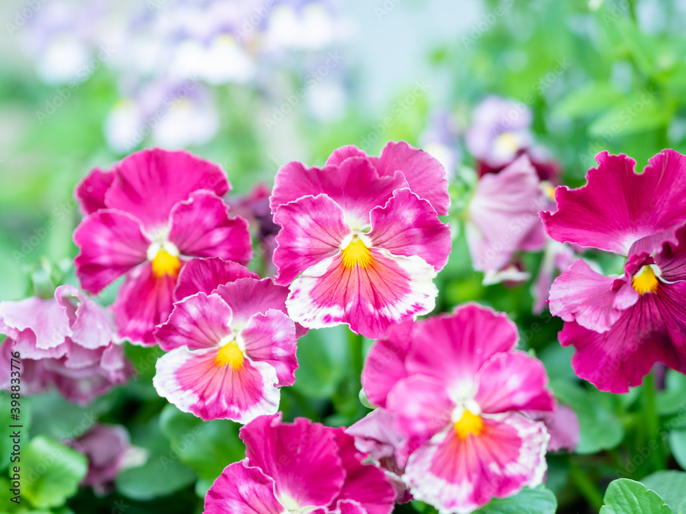 Obraz premium パンジー