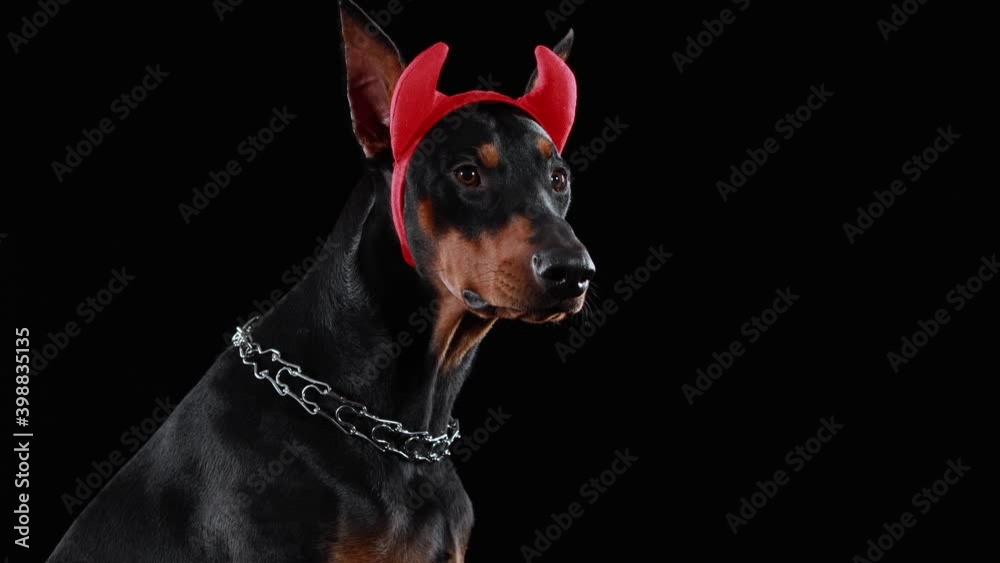 Profile portrait of a Doberman Pinscher with red horns on his head on a