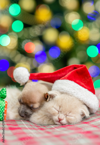 Toy terrier puppy and kitten sleep together with Christmas tree on background. Empty space for text