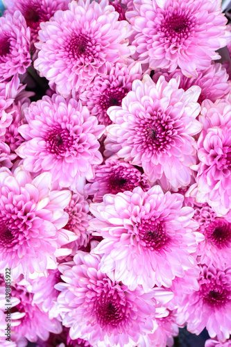 pink chrysanthemum background © menik