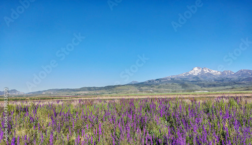 A field of purple flowers and a snowy mountain in the background