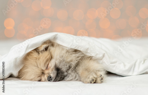 Pomeranian spitz puppy sleeps under white warm blanket on a bed at home. Empty space for text