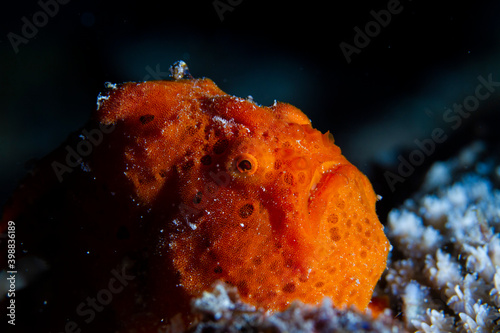 The painted frogfish or spotted frogfish, Antennarius pictus, is a marine fish belonging to the family Antennariidae. photo