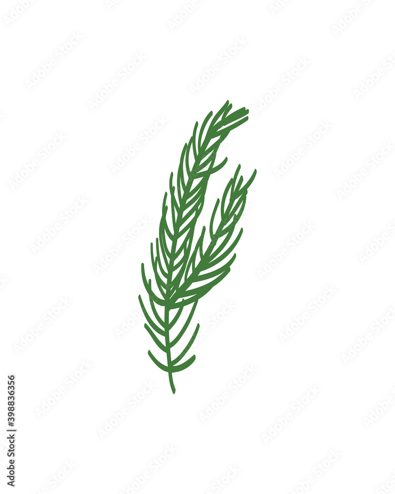 Pine leaves are drawn by hand in an isolated background. Vector elements for christmas and winter design decorations Pine leaves are drawn by hand in an isolated background. Vector elements for christmas and winter design decorations