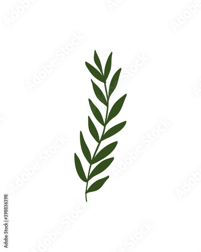 The leaves are drawn by hand in an isolated background. Vector elements for decoration