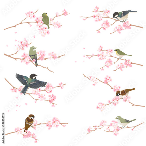 桜の枝にとまる鳥たちのイラストセット（メジロ,ウグイス, シジュウカラ, スズメ）
