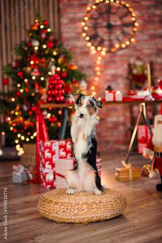 dog with christmas gift