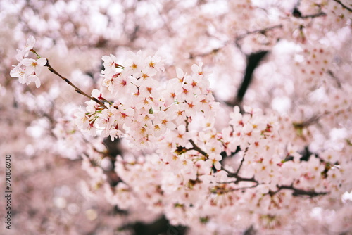 春が来て桜舞う