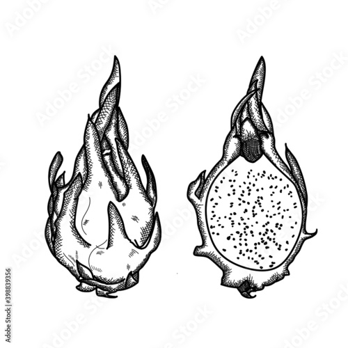 Pitaya Sketch. Dragon fruit hand drawing. Pitaya dragon fruit graphic black white isolated sketch illustration vector