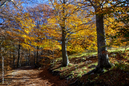 Fototapeta Naklejka Na Ścianę i Meble -  autumnal path in the woods with warm colors