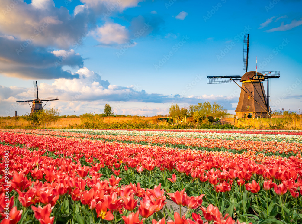Landscape with tulips, traditional dutch windmills in Netherlands, Europe