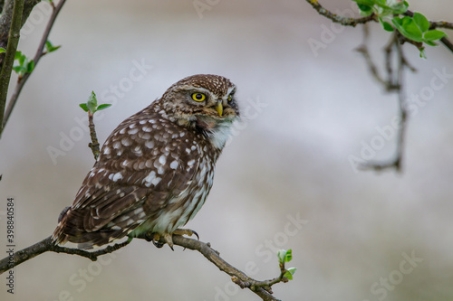 Steinkauz (Athene noctua)