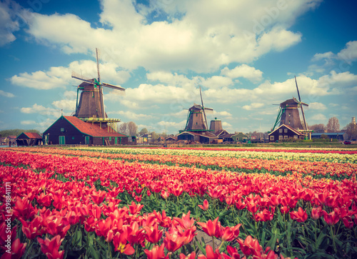 Beautiful view of traditional dutch windmills with tulip foreground in Zaanse Schans - soft vintage colors applied
