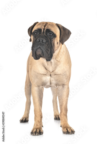 young bullmastiff in studio