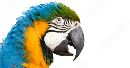 Antônia, a beautiful Canindé Macaw from Brazil. Isolated in white background.