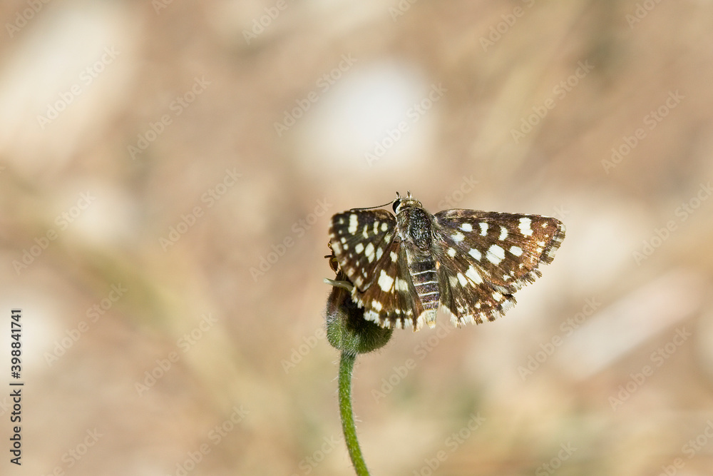 Spio Grizzled Skipper or Mountain Sandman butterfly (Spialia spio), Tendaba, Gambia. Spio Grizzled Skipper or Mountain Sandman butterfly (Spialia spio), Tendaba, Gambia.