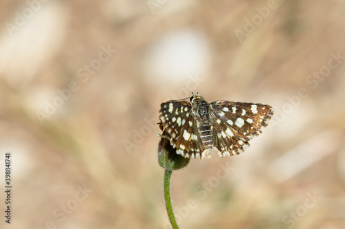 Spio Grizzled Skipper or Mountain Sandman butterfly (Spialia spio), Tendaba, Gambia. photo