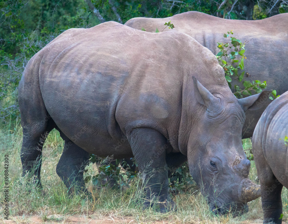 Fototapeta premium The white rhinoceros or square-lipped rhinoceros is the largest extant species of rhinoceros. Scene at a game drive in National Park South Africa.