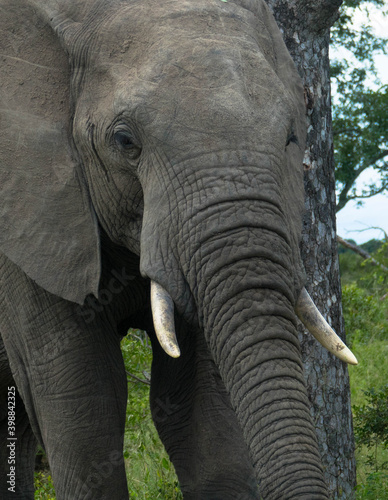 Portrait of young african Elephant in the African savanna. Scene at a game drive in National Park South Africa.