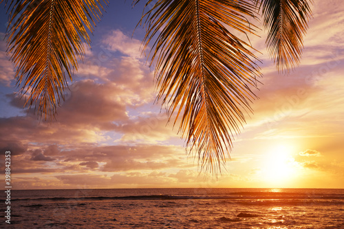 Leaves of coconut palm tree at sunset.Tropical coast of Mauritius island. Indian ocean.