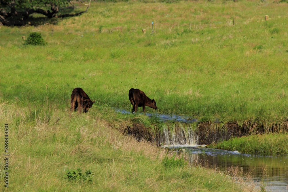 Calves in a green pasture with a water fall in the spring that's bright and colorful south of Lucas Kansas USA out in the country. Calves in a green pasture with a water fall in the spring that's bright and colorful south of Lucas Kansas USA out in the country.