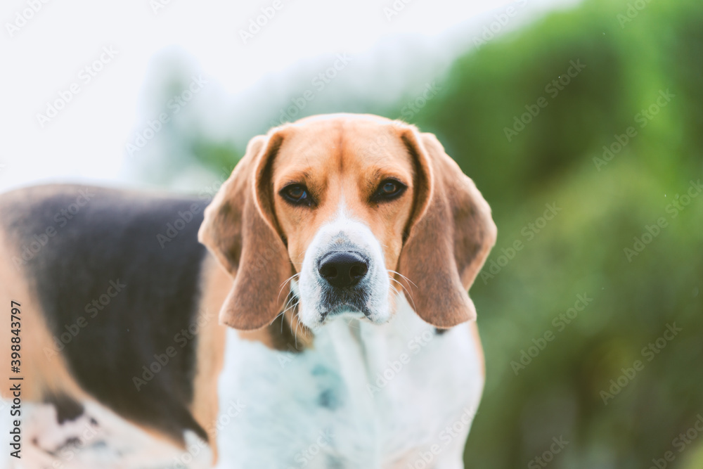 Beagle con ojos negros 
