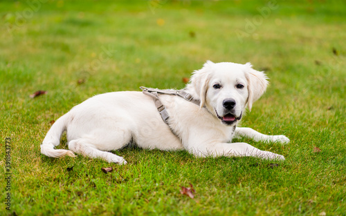 Young golden retriever laying on the grass 