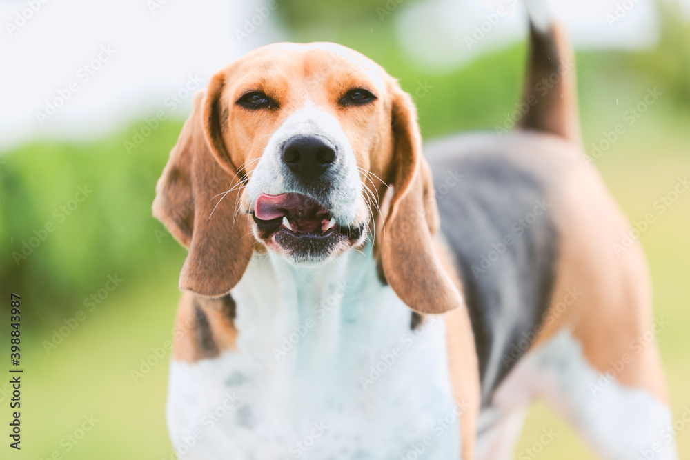 Beagle relamiéndose