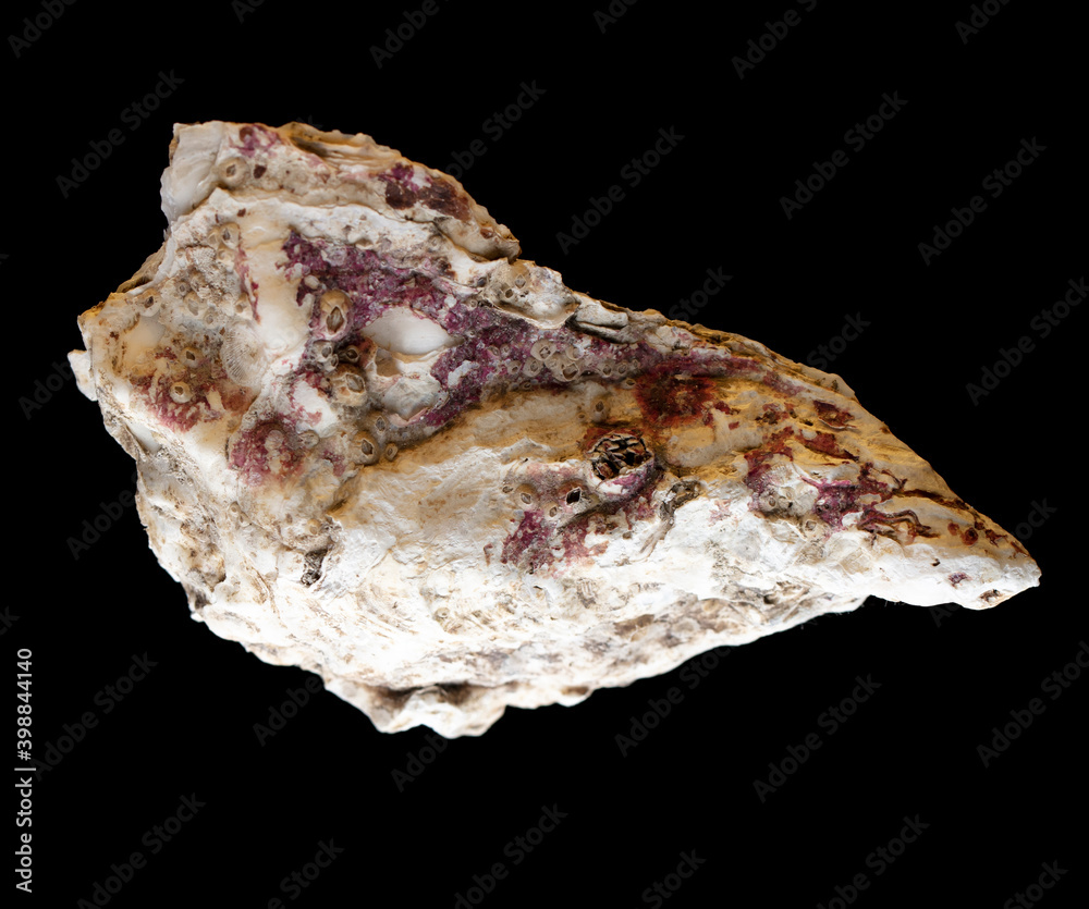 Oyster sea shell isolated on black background. Subject Oyster sea shell isolated on black background. Subject