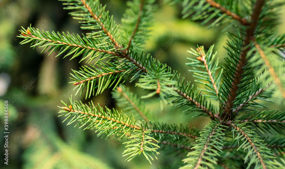 Green needles on the branches of a coniferous tree