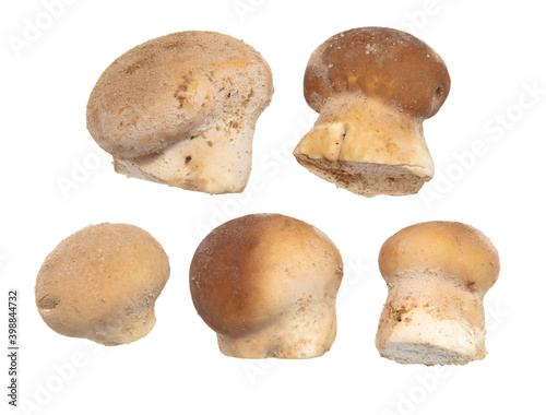 Close-up of a mushroom raincoat isolated on a white