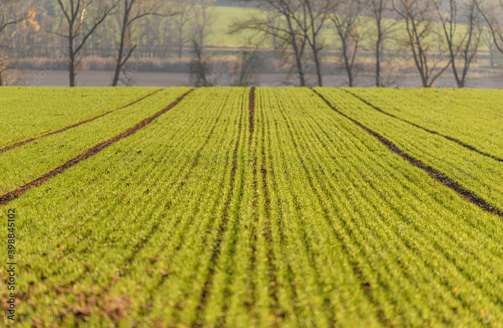 rows of young winter wheat on field in autumn with shallow depth of field