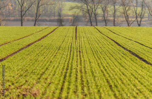 rows of young winter wheat on field in autumn with shallow depth of field
