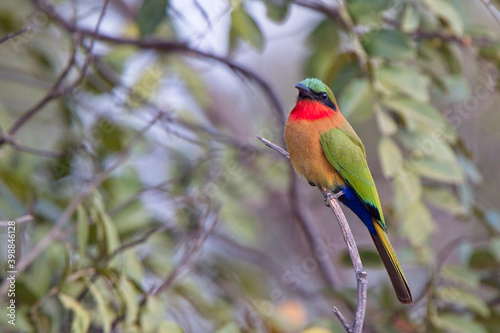 Red-throated Bee-eater (Merops bulocki), perched on a bush, Gambia. photo